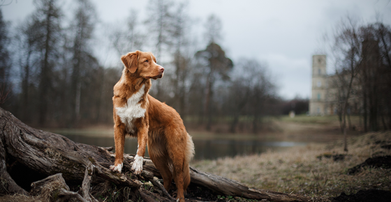 Do You Know the Facts About Canine Lyme Disease?