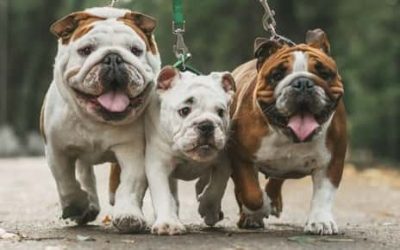 The Most Expensive Dog Breeds