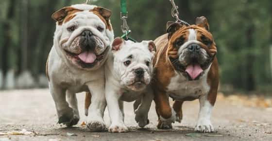 The Most Expensive Dog Breeds