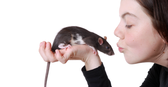 At Risk for Rat Bite Fever?