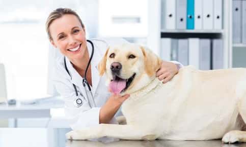 6 Questions to Ask At Your Senior Pet’s Next Check Up