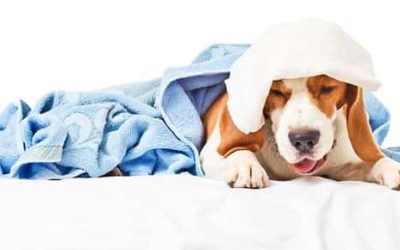 3 Reasons Why Your Pet Could Be Coughing