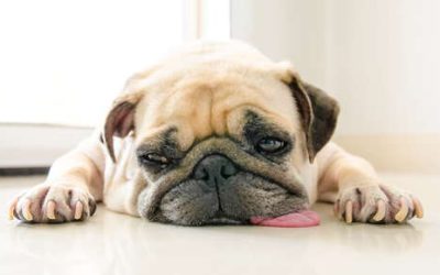 Can My Pet Get Depressed?