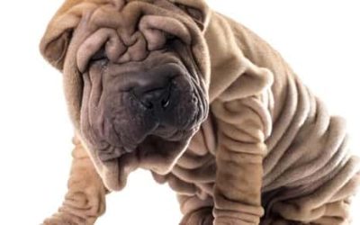 Caring for Dogs with Wrinkles