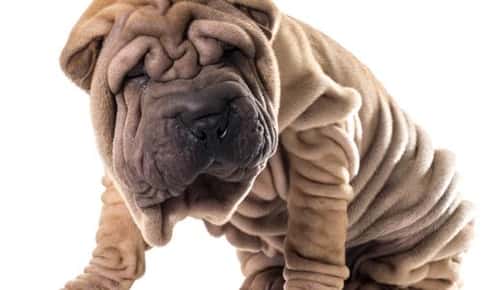 Caring for Dogs with Wrinkles