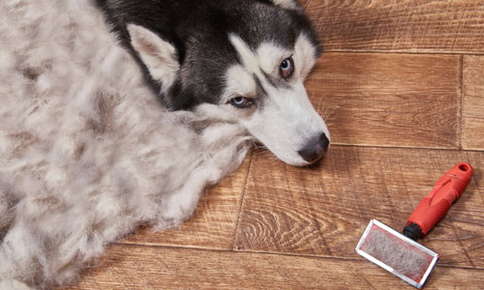 All About Shedding: Is My Pet Shedding Too Much?