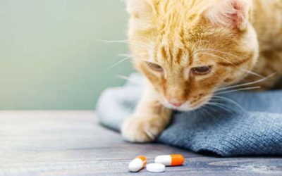 Try These Tricks the Next Time You Have to Give Your Pet Medication