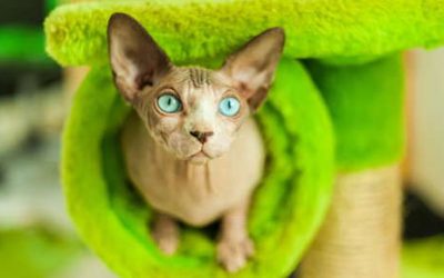 Protect Your Hairless Pet’s Sensitive Skin with These Tips