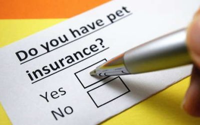 Pet Health Insurance