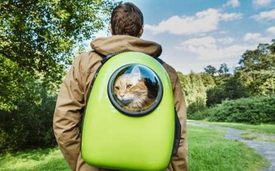 Cat Backpacks: The New Trend in Feline Transportation