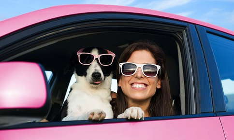 Tips for Traveling With Your Pet