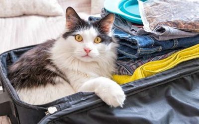 Should You Leave Your Cat Alone for a Long Weekend?