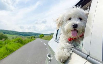 Can I Leave My Pet in the Car?