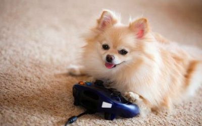 Video Games and Your Pet