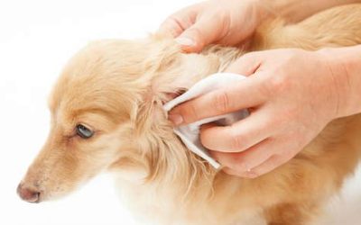 Proper Ear Care for Pets