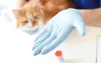 Medication Tips For Your Pet