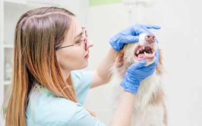 Preparing For Pet Dental Month