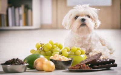 How To Avoid A Pet Poisoning