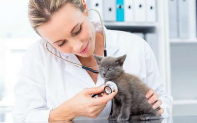 Preparing for Kitten Season – Spay and Neuter Your Pets and Keep Them Safe and Indoors