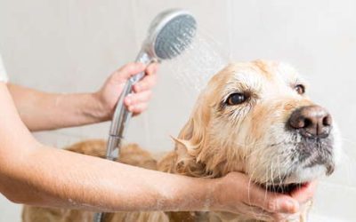 What To Know About Bathing and Grooming Your Dog