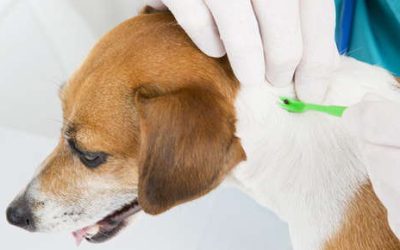 Keeping Your Pets Safe During Flea and Tick Season