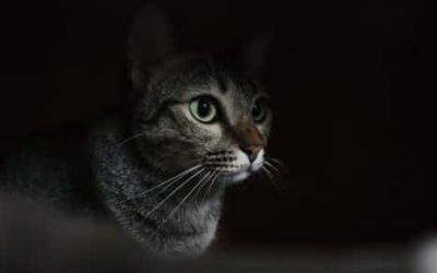 Managing Your Cat’s Night-Time Activity