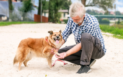 Summer Paw Care For Hot Pavement and Exercise Outside