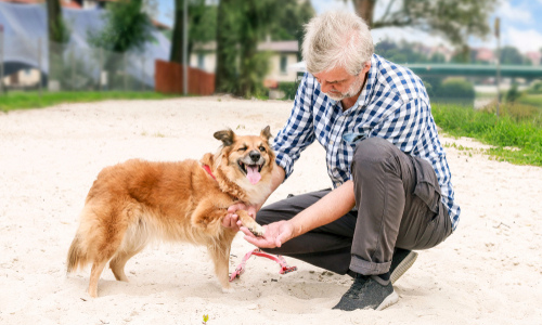 Summer Paw Care For Hot Pavement and Exercise Outside