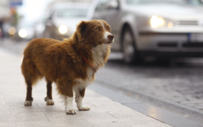 July is National Lost Pet Prevention Month