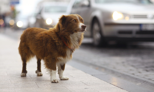 July is National Lost Pet Prevention Month