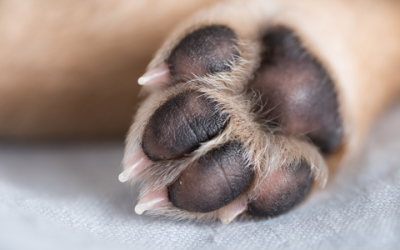 How to Treat Common Paw Problems in Dogs