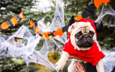 Safety Guidelines for Pet Costumes