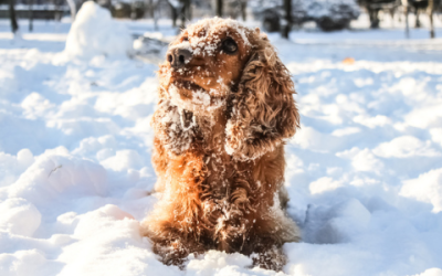 Cold Weather Pet Safety