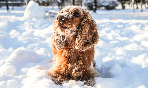 Cold Weather Pet Safety