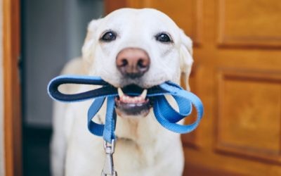 Learn How to Master Walking Your Dog for Walk Your Pet Month