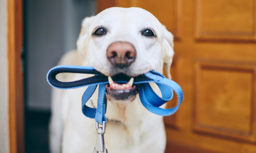 Learn How to Master Walking Your Dog for Walk Your Pet Month