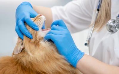 Pet Dental Care – Tips to Manage Your Pet’s Oral Health