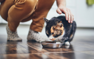 Preventing Obesity in Cats