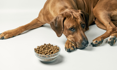 Most Common Digestive Issues in Dogs and How to Relieve Them