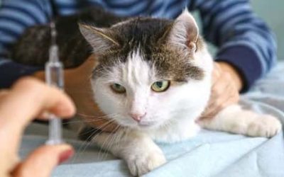 Diabetes in Cats: Prevention and Treatment