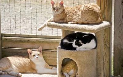 Is a Cat Enclosure Right for Your Cat?