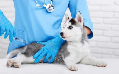 Why the Controversy About Pet Vaccinations?