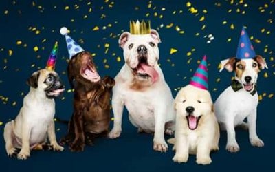 Pawty with Your Pet – National Dog Party Day