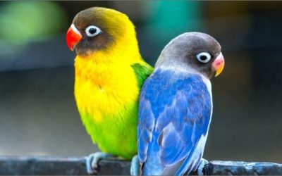 Parrots