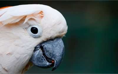 Cockatoos