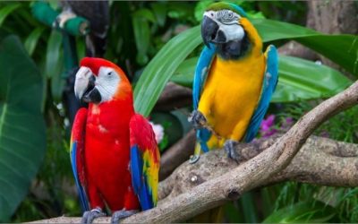 Macaws