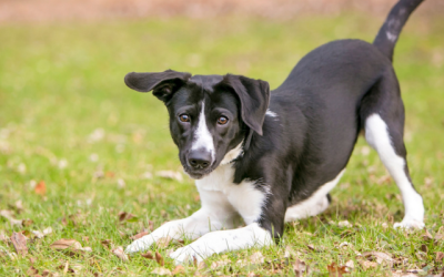 What Your Dog’s Body Language Means