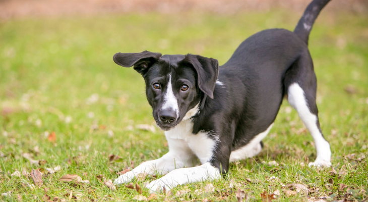 What Your Dog’s Body Language Means