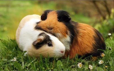 Guinea Pigs