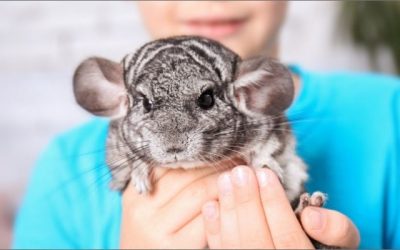 Chinchillas